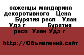 саженцы мандарина декоротивного › Цена ­ 350 - Бурятия респ., Улан-Удэ г.  »    . Бурятия респ.,Улан-Удэ г.